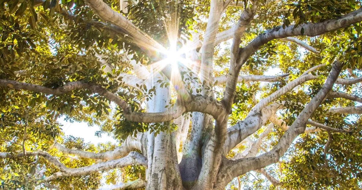 Forêt brumeuse illustrant le concept de transformation symbolique de la mort