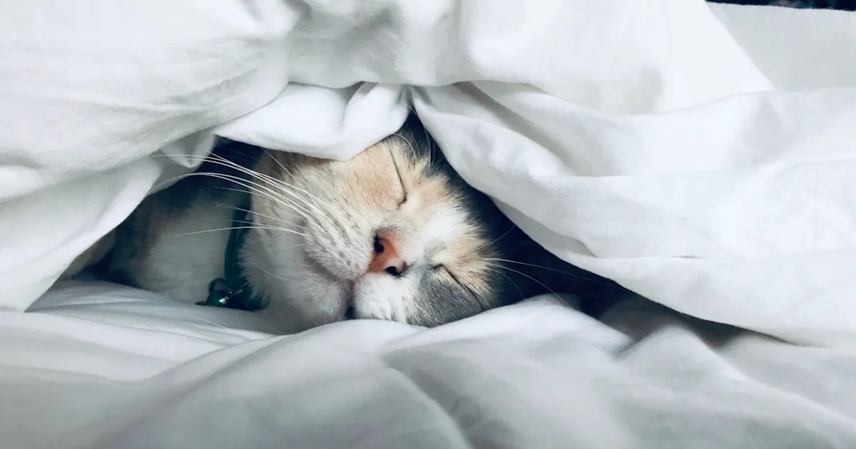 Deep purple and blue atmosphere depicting the state of sleep paralysis