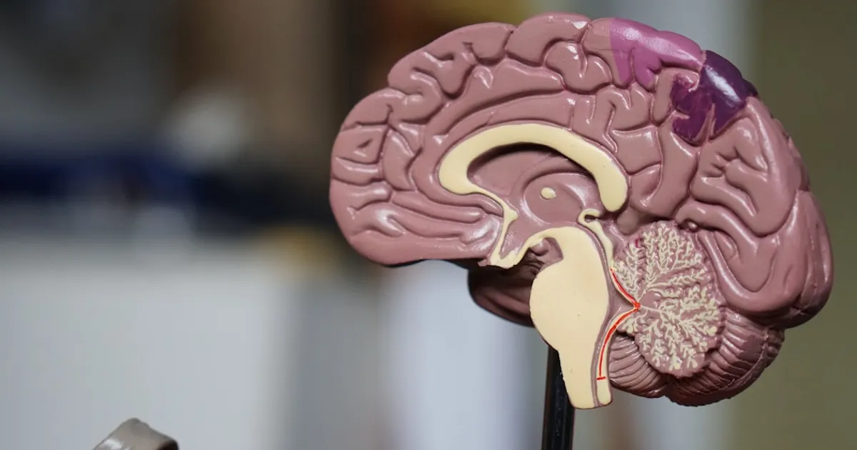 Graphique d'ondes cérébrales typiques du sommeil paradoxal